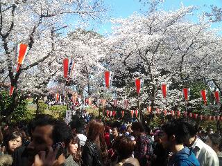 上野公園の桜