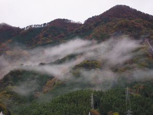 雨の紅葉