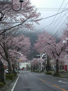 桜通り８分咲きです(^^)v