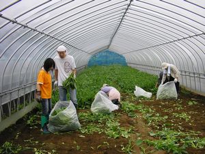 ほうれん草を取りに行って来ました(^^)v