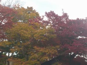 ２００８千春さんちの紅葉.JPG