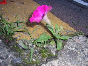 ど根性お花