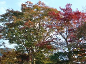 今日の丸京の紅葉(^^♪