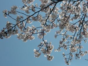 ２００９桜.JPG