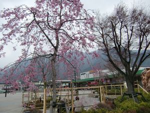 桜が見頃です♪