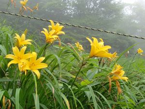 霧降高原リフト