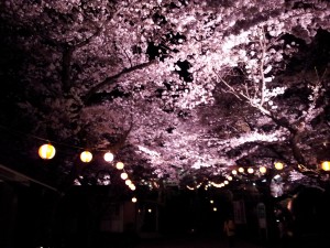 夜桜１