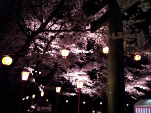 夜桜３