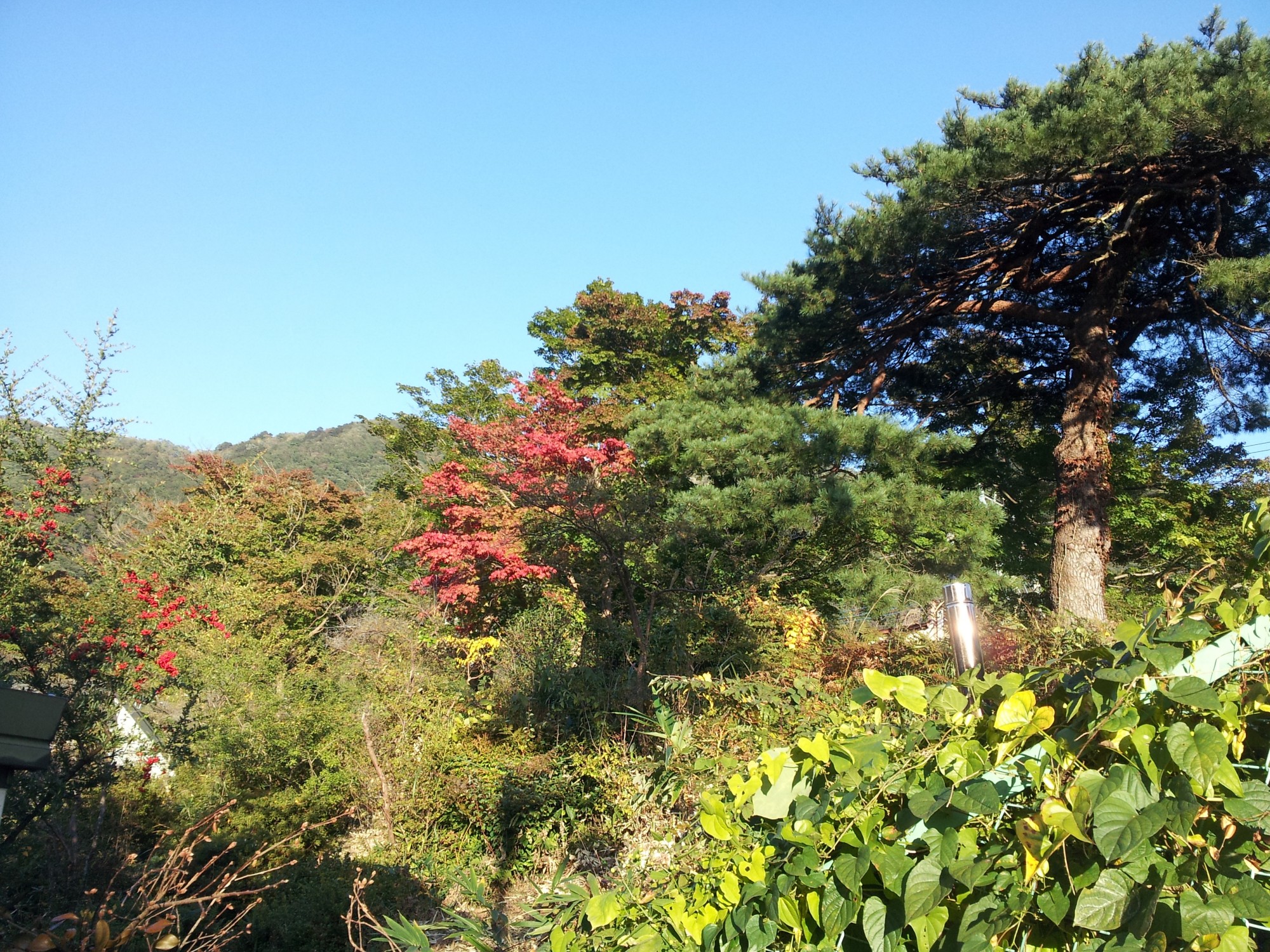 鬼怒川・日光の紅葉情報(^o^)！！