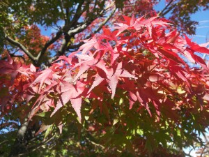 日光・鬼怒川温泉周辺の紅葉情報(^o^)！！　　　その２