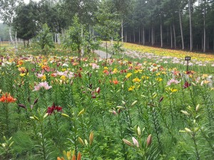 ✿ハンターマウンテンゆりパーク✿行ってきました♪♪