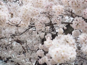 桜✿満開です(#^.^#)！！