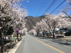 鬼怒川の桜、満開です(^_-)-☆