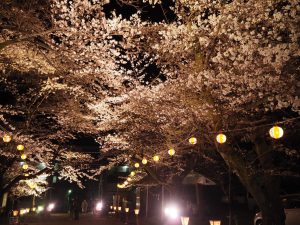 夜桜大宴会★満開の中での開催でした(^^♪