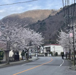 桜咲く♪春のお便り